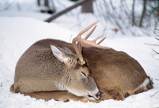 where-do-deer-sleep-in-the-winter