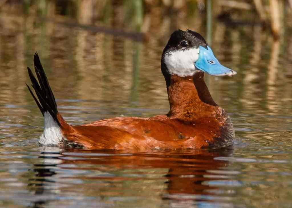 14 Rare Duck Species and Where to Find Them Omega Outdoors