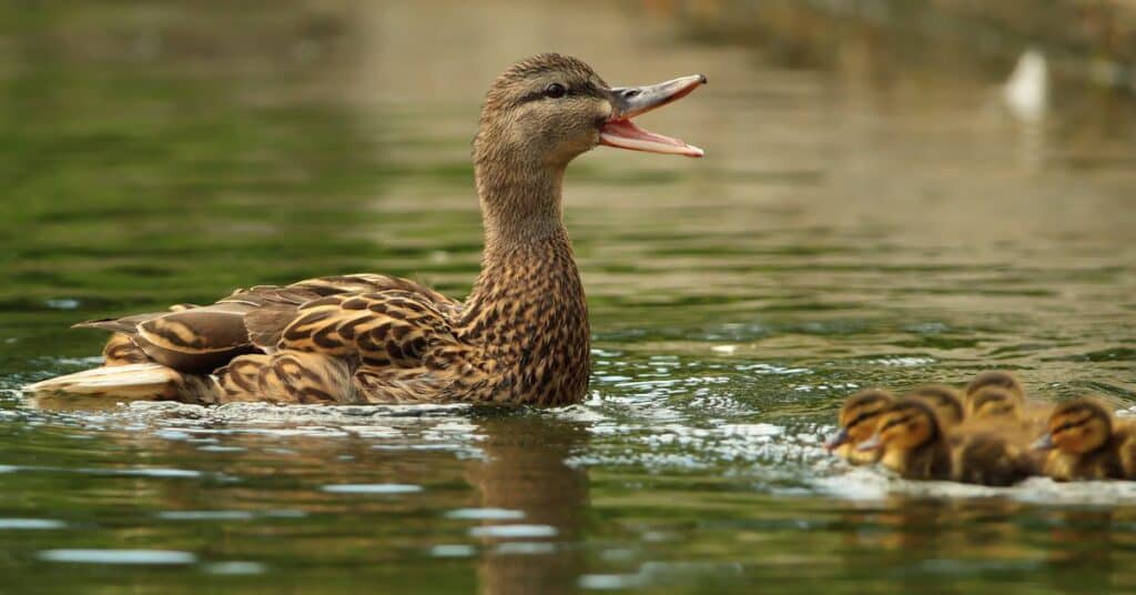 Can You Duck Hunt Without Calling? – Omega Outdoors