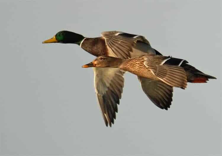 Can You Duck Hunt Without Calling? Omega Outdoors