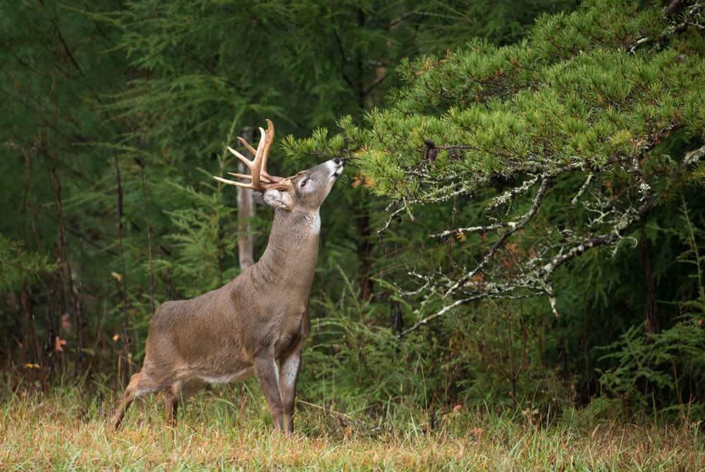 When Are Whitetail Deer Most Active?
