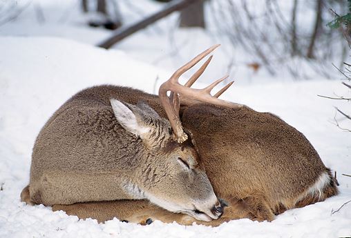 What We Know About How Whitetail Deer Sleep