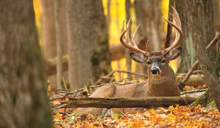 What We Know About How Whitetail Deer Sleep – Omega Outdoors