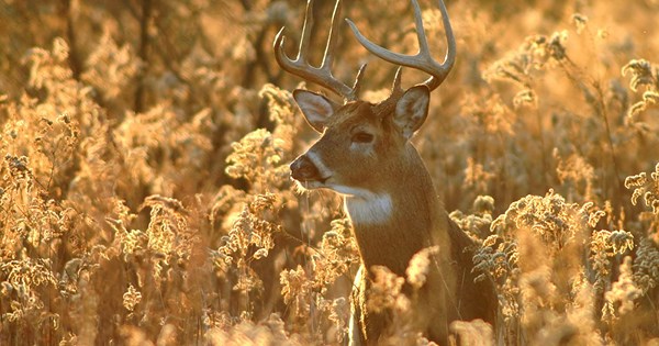 Does Barometric Pressure Really Affect Whitetail Deer Movement?