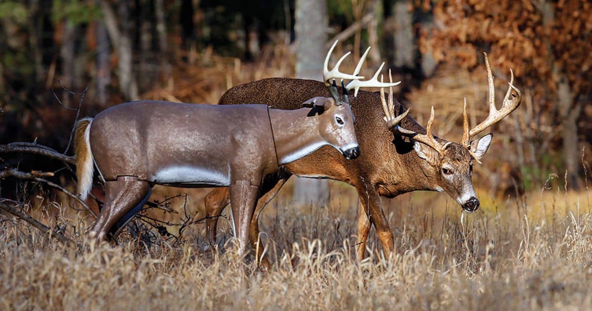 How to Use a Whitetail Deer Decoy During the Rut