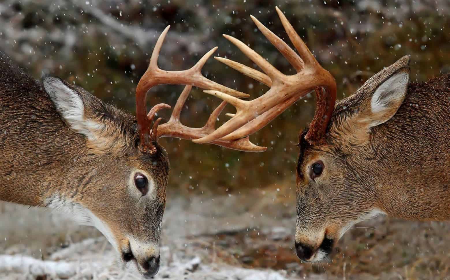How Often Should You Rattle During the Rut?