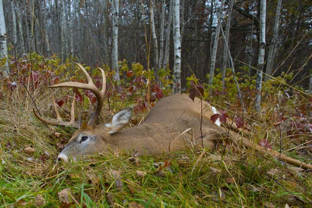 Tracking Whitetail Deer After The Shot – Omega Outdoors