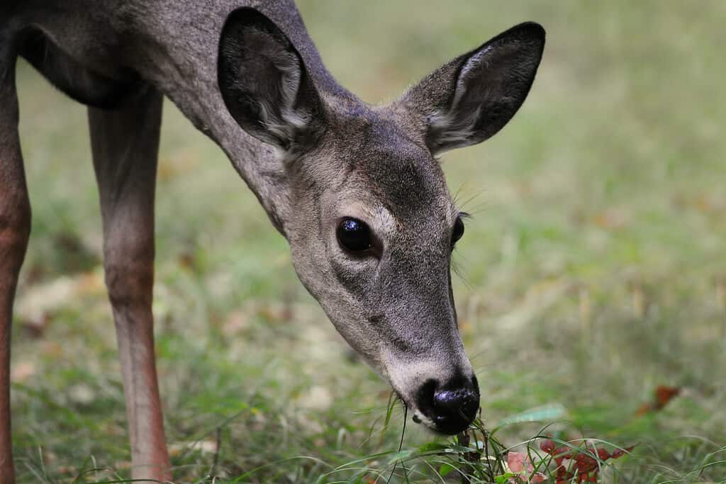 Best Stand Locations for Each Rut Phase Omega Outdoors