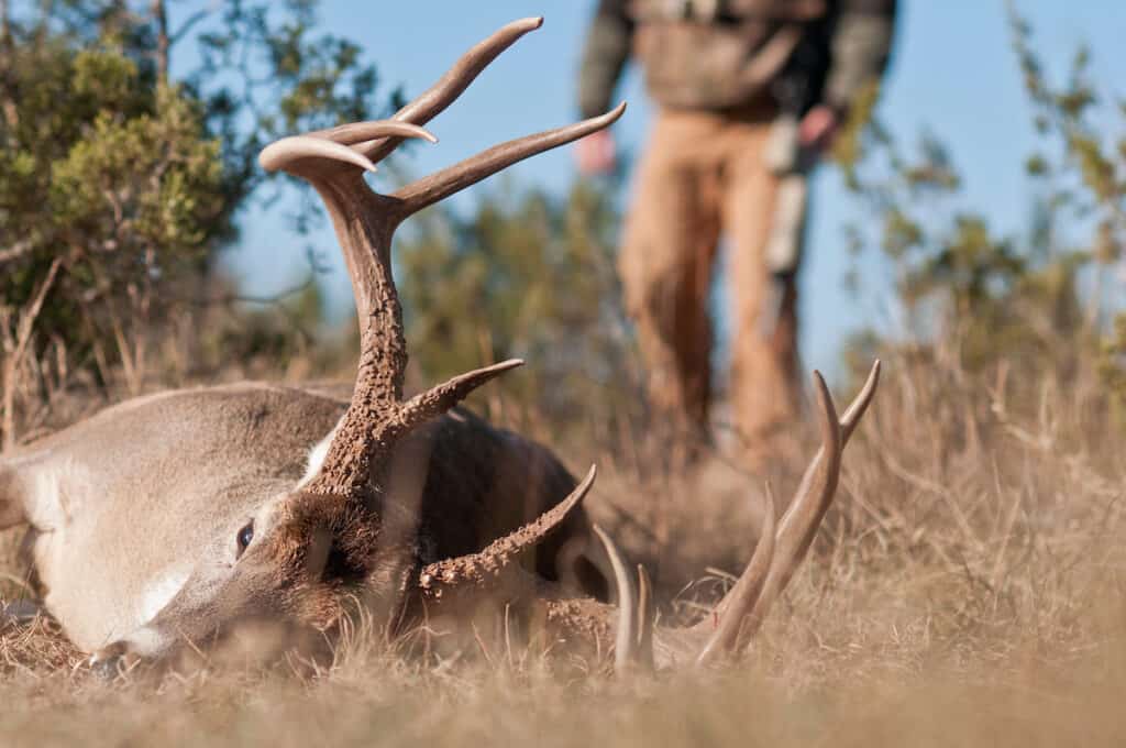 Best Stand Locations for Each Rut Phase Omega Outdoors
