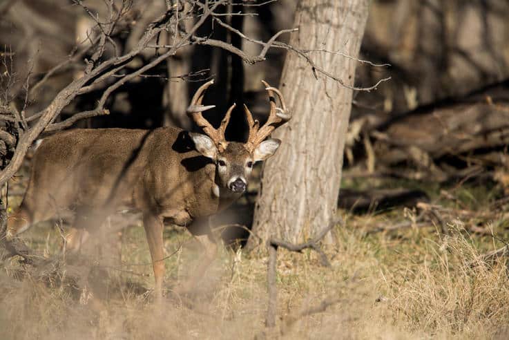 How to Attract and Hold Bucks on a Small Property