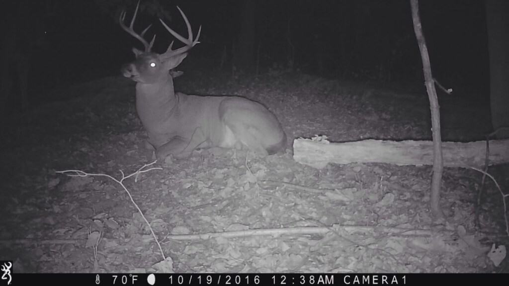 buck at night