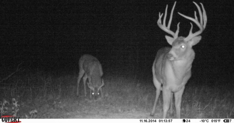 Does Feeding Deer Make Them Nocturnal