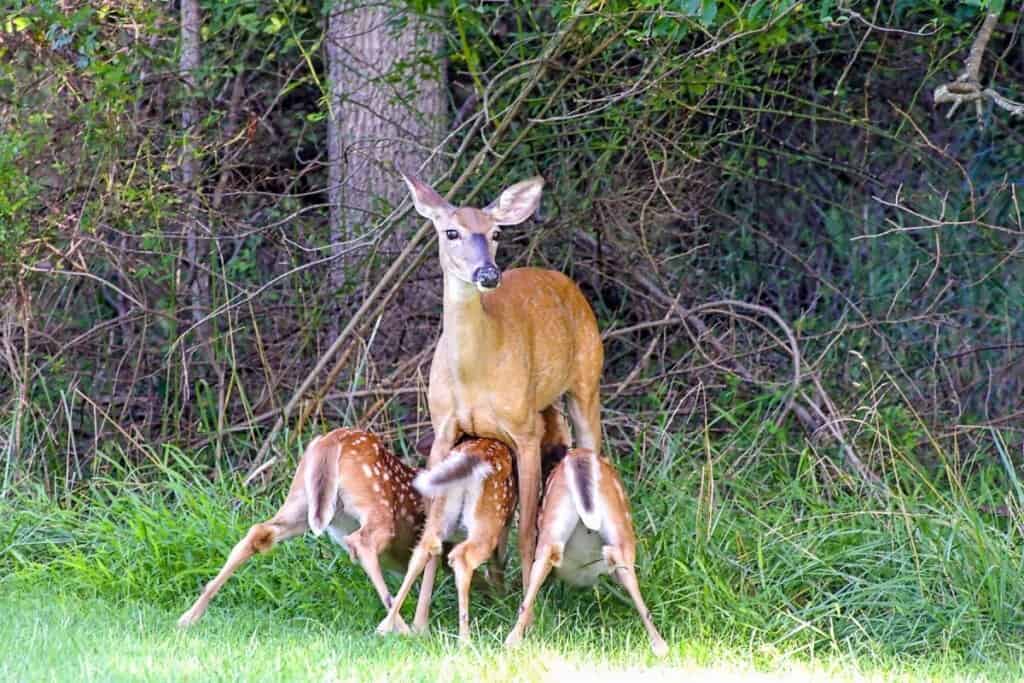 Buck to Doe Ratio – Is It Important? – Omega Outdoors