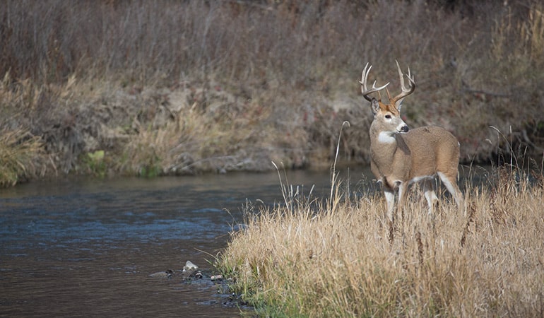 Deer Hunting Funnels and Pinch Points