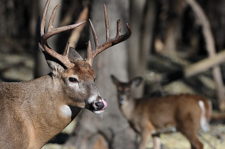 Why You Are Not Seeing Deer on Your Property