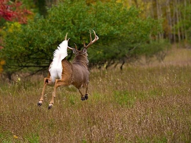 Can Deer Smell Cigarette Smoke? [How NOT to Spook Deer]