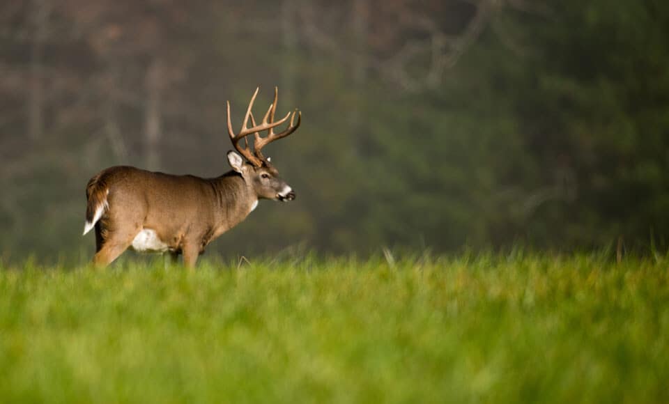 Is It Better to Deer Hunt in the Woods, or Field Edges?