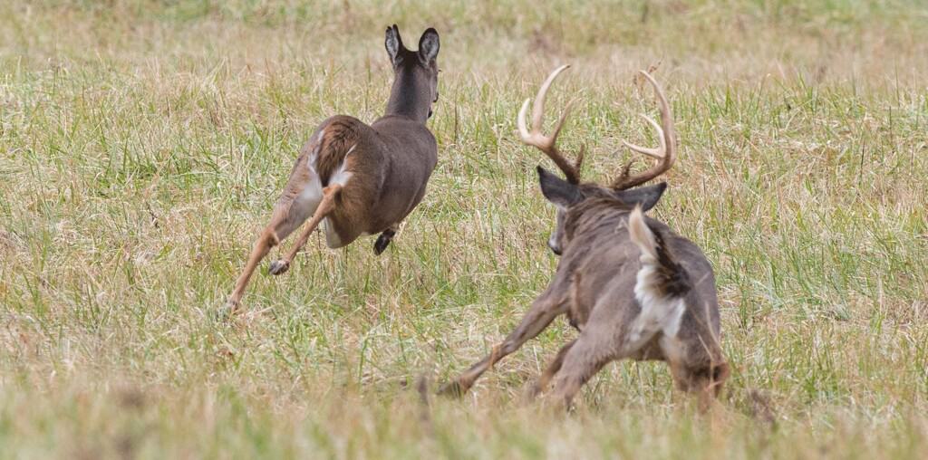 Do Rutting Bucks Taste Bad? [Effective Processing Methods]