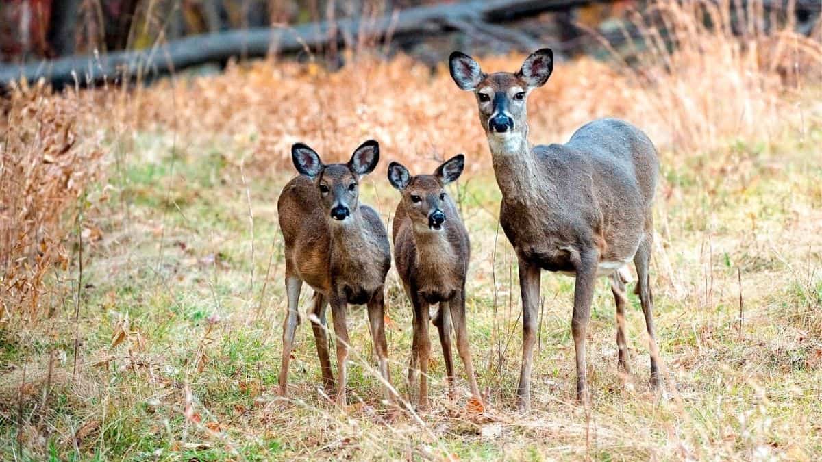 Can You Shoot a Doe With Fawns?[The REAL Impact]
