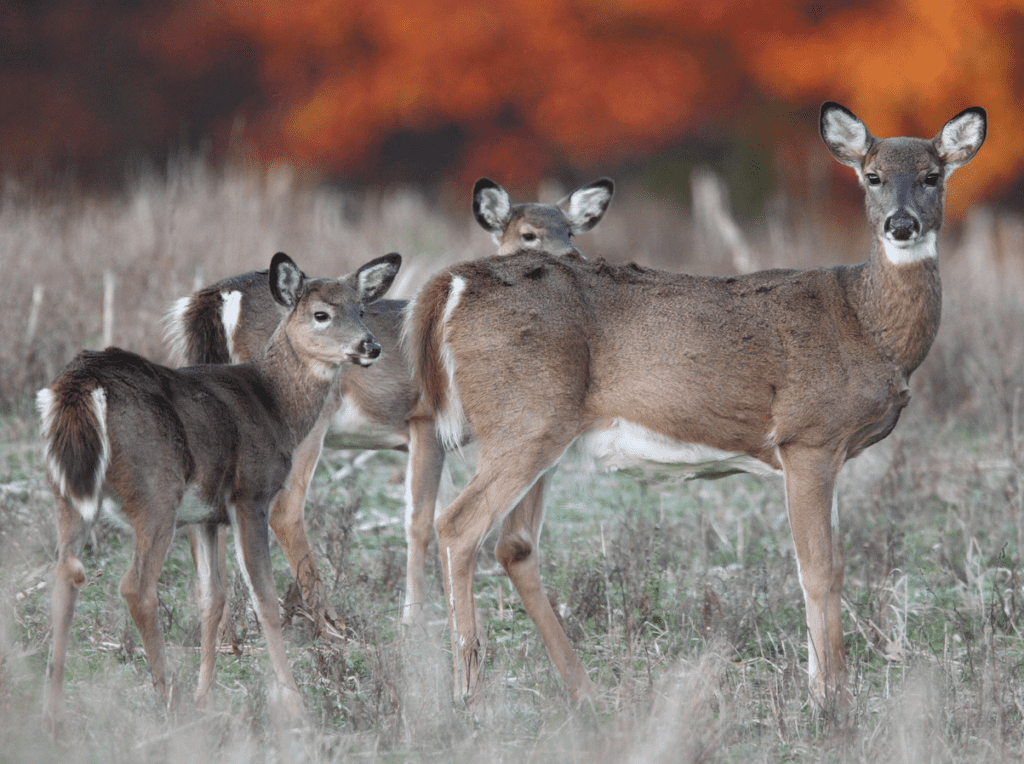 Doe with 6 month fawns