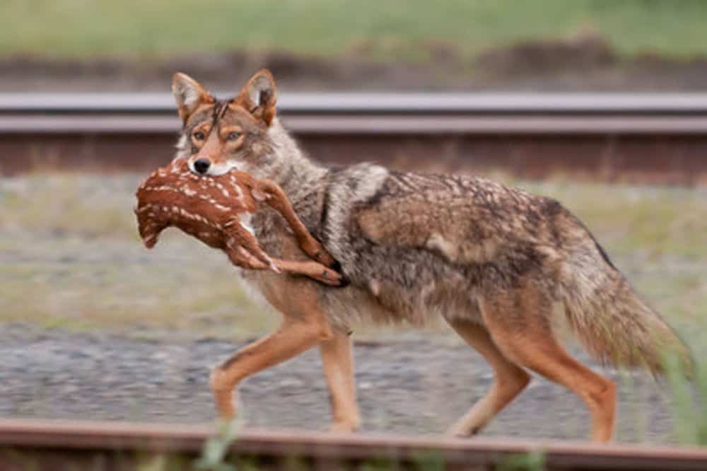 coyote carrying dead fawn