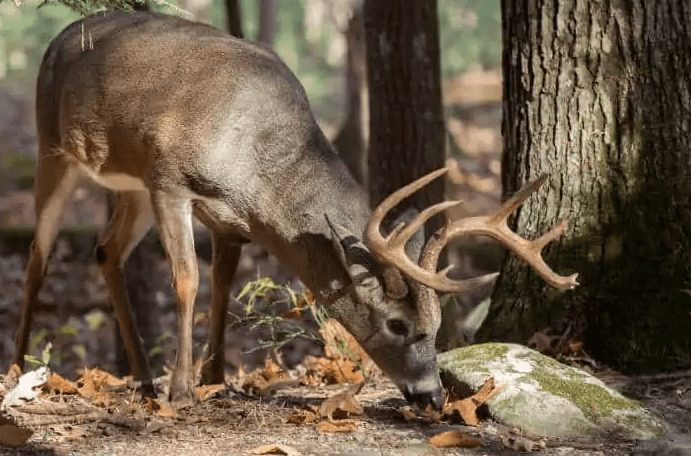 20 Cheap Ways to Attract Whitetail Deer [Short & Long Term]