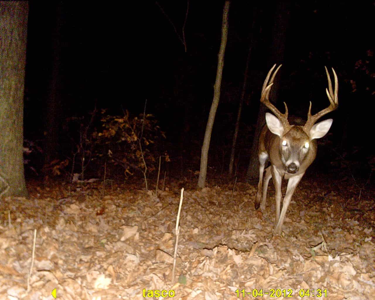 Does Feeding Deer Make Them Nocturnal? [Know THIS First]
