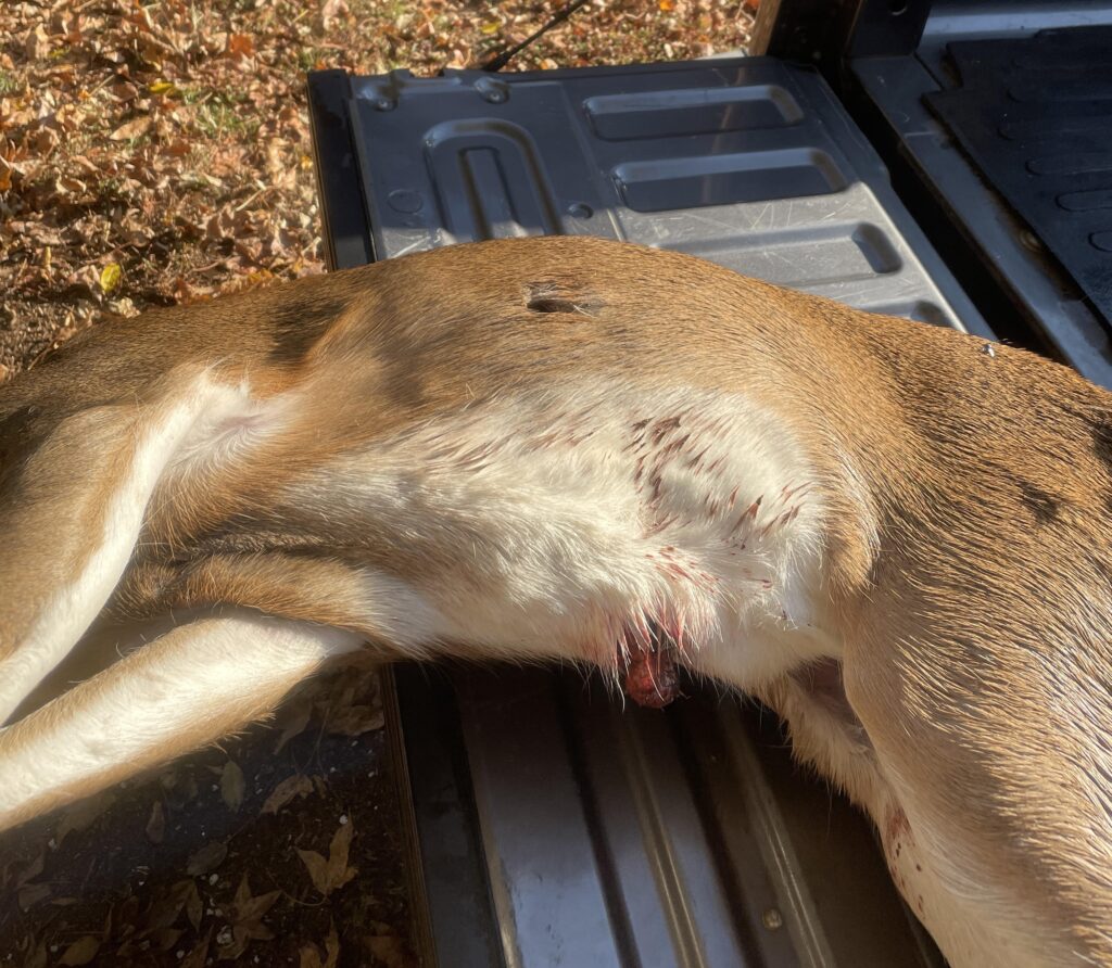 entry and exit wound of gut shot deer