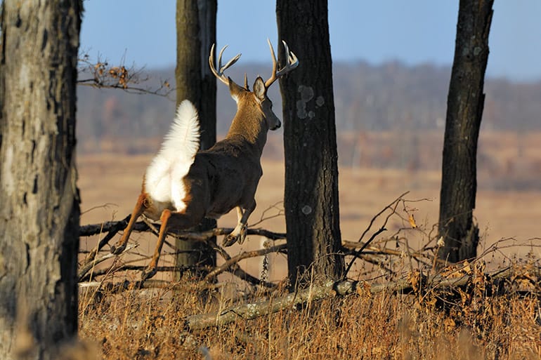How NOT to Spook Deer With Your Ground Blind