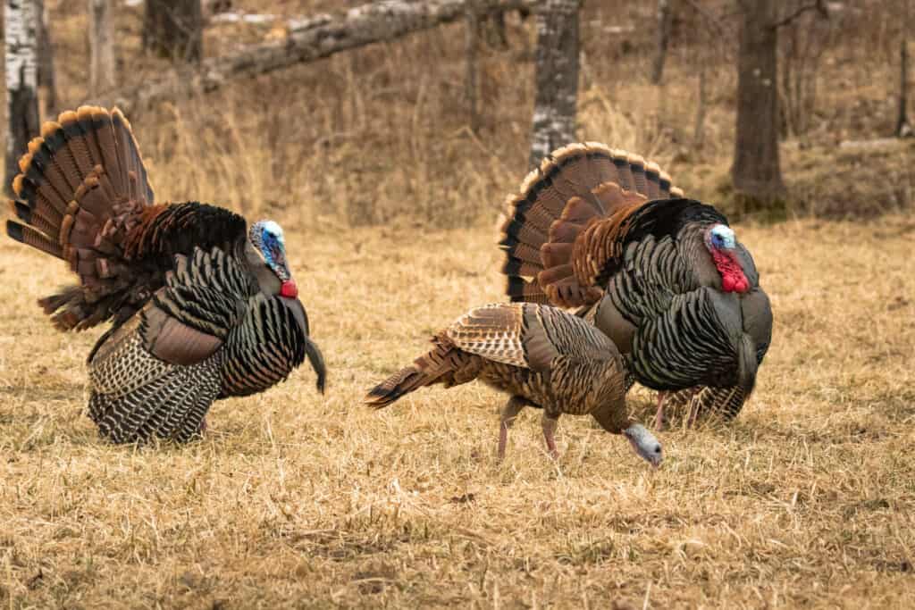 How Often Should You Call When Turkey Hunting? Omega Outdoors
