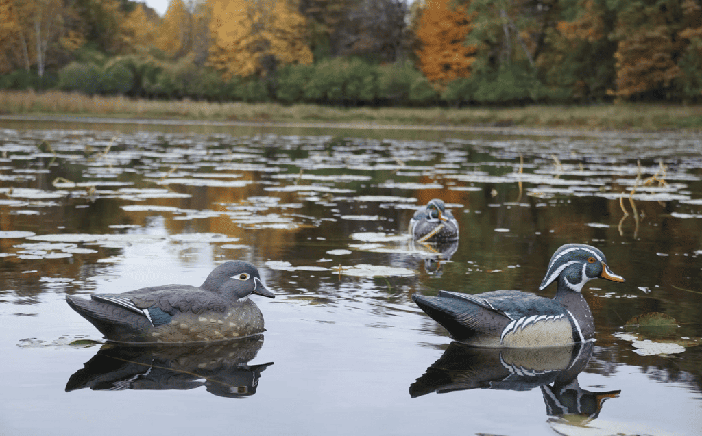 wood duck decoys on the water