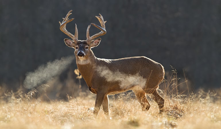 What Time of Day Are Most Mature Bucks Killed?