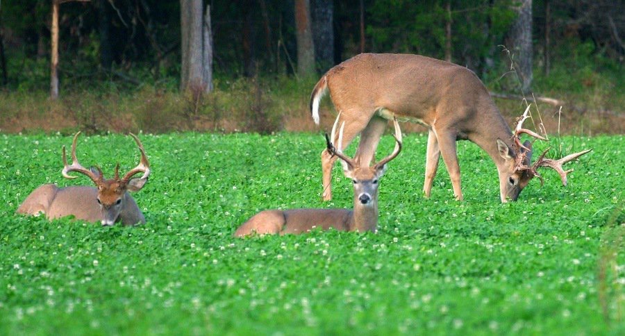 deer in food plot