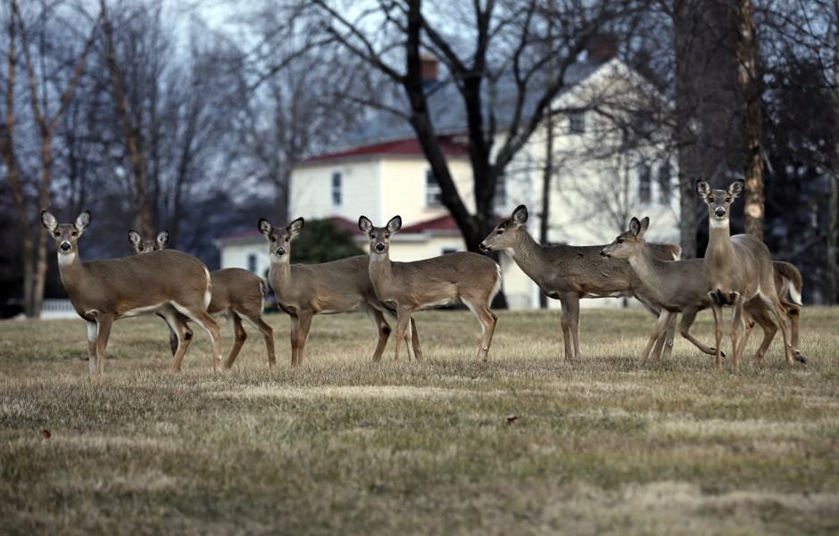Are Whitetail Deer Overpopulated? [3 Studies Explained]